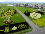 картины на рисовых полях в Японии