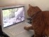 позитивное видео про рыжего кота
