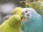 попугаи - миллионеры