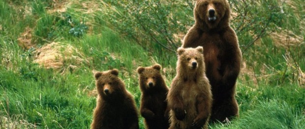 Норвежцы будут помогать экологам, собирая медвежьи отходы