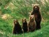 определение популяции по калу медведей