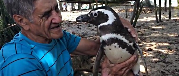История о пингвине, который всегда возвращается к своему другу-человеку