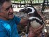 Бразилец спас пингвина и тот стал его другом