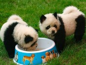 панды собаки чау чау