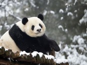 Супер позитивная панда отметила 35