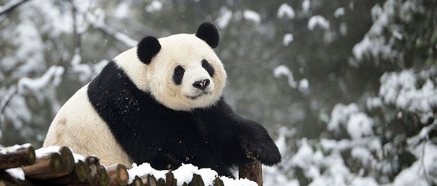 Животный символ Китая отпраздновал свое «столетие»