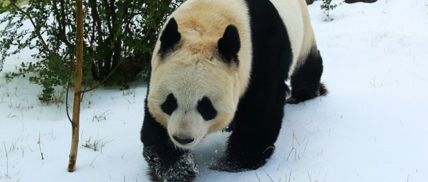 «Снежная панда» из Вашингтона покорила соцсети