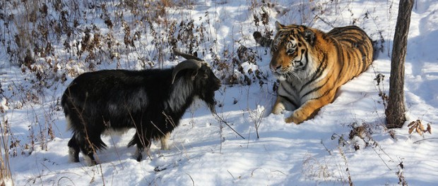Тигро-козло-мания  в РФ набирает обороты