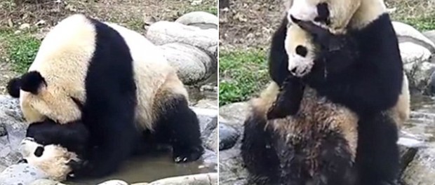 Купание детеныша панды взорвало интернет