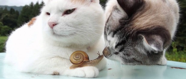 Позитивное видео про кота-буддиста и бесстрашной улитки