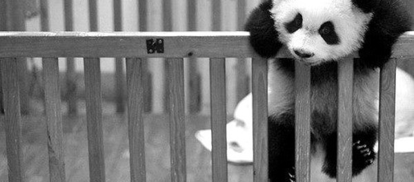Неудачный побег панды стал хитом в Китае