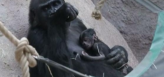 Избыточный вес не помешал горилле стать матерью