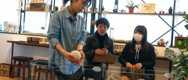 Японцам уже мало кошек для общения и они открывают кафе с ежиками