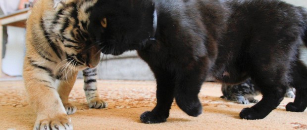 Курьезная атака кошки на тигра