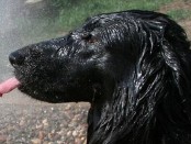 собака и радость от воды