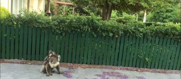 Австралийские коалы спокойно гуляют по улицам