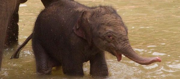 Зоопозитив – первое купание слоненка