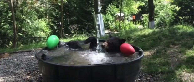Медвежьи ванны покорили соцсети