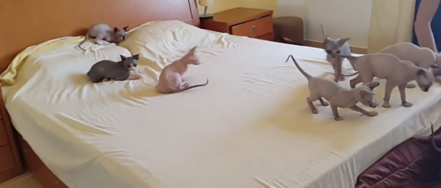 Забавные котята сфинксы играют в постели