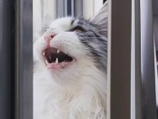 Maine Coon chirping