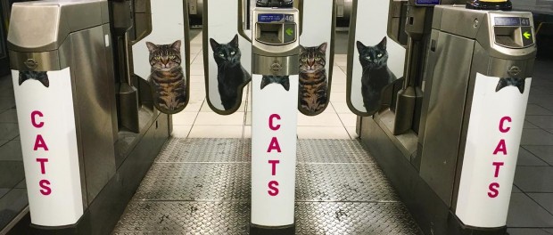 Коты вытеснили всю рекламу в лондонской подземке