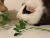 parsley-eating-competition