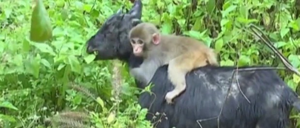Необычная дружба стада коз с обезьяной