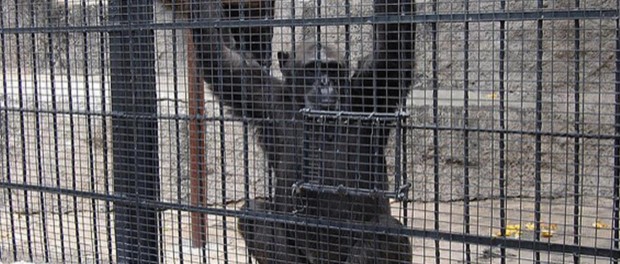 Аргентинская фемида выпустила обезьяну из зоопарка