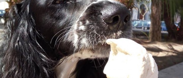 Итальянские собаки теперь могут полакомиться мороженым