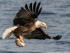 Bald Eagle With Fish Wide Desktop Background