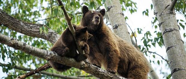 Колорадский «медведопад» покоряет сеть