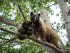 медведи на городских деревьях