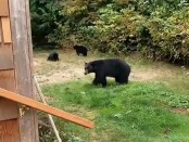 Канадец вежливо послал медведей