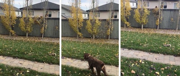 Забавное видео – канадец возвращает соседям листву с деревьев