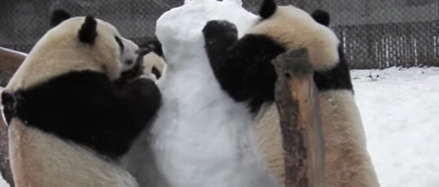 Снежная битва панд со снеговиков покоряет соцсети