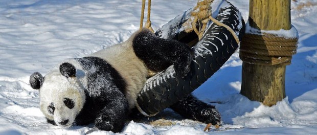 Ученые объяснили причину необычной окраски панд