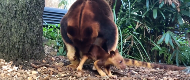 Видео первых шагов кенгуру покоряет интернет