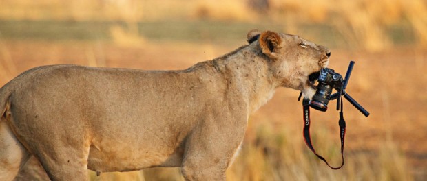 Кенийская львица сняла блокбастер