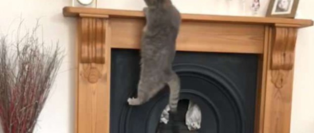 Курьезная попытка кота попасть на камин