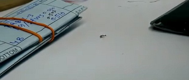Новый видеохит – «ювелирная» работа муравья