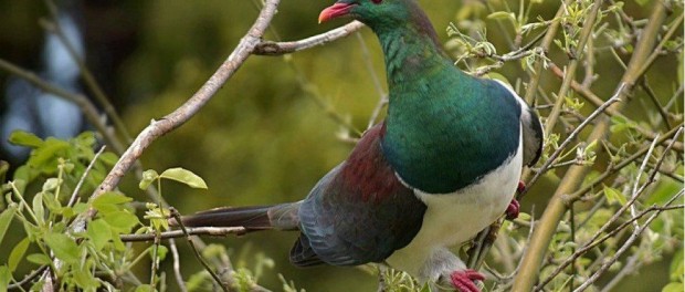 Голуби алкоголики стали птицами года в Новой Зеландии