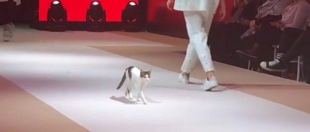 Турецкая кошка показала как правильно ходить по подиуму