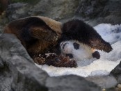 panda Bei Bei