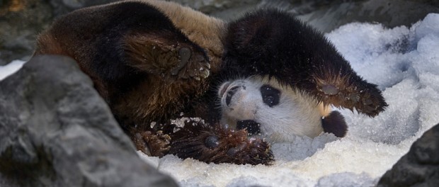 Позитивные игры со снегом панды в Вашингтоне