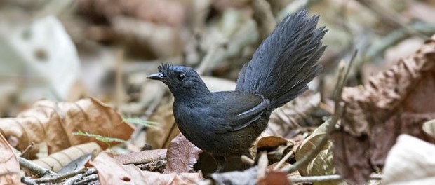 Орнитологи нашли самую редкую на Земле птицу