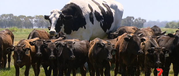 Самого большого быка Австралии спасли от скотобойни
