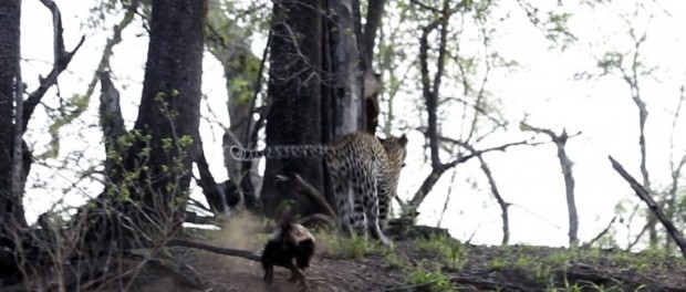 Барсук курьезным образом прогнал леопарда и спас детеныша
