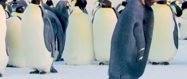 В Антарктиде встретили самого уникального на земле черного пингвина