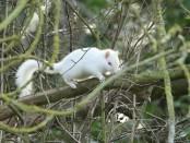 albino-squirrel3