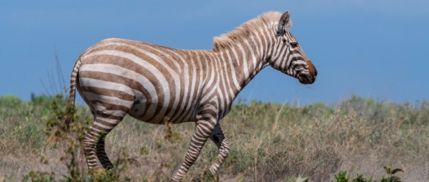 В Танзании нашли редкую зебру-альбиноса